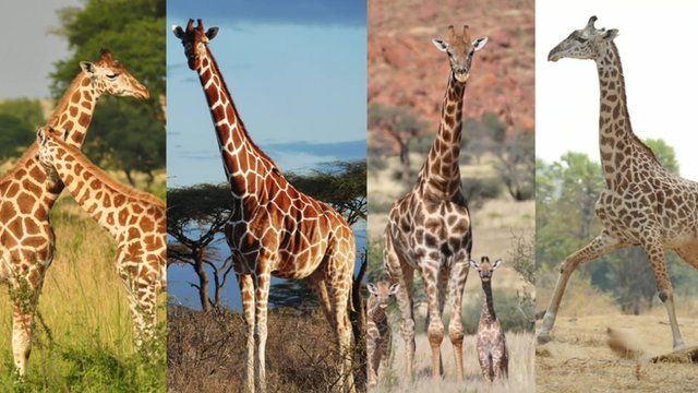Giraffe composite image