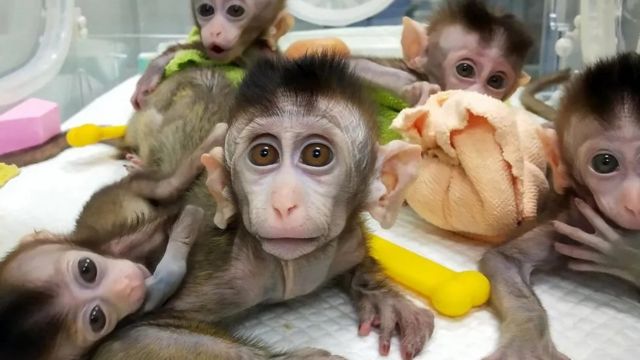 반려동물을 복제하는 사람들 - BBC News 코리아 반려동물을 복제하는 사람들 - Bbc News 코리아