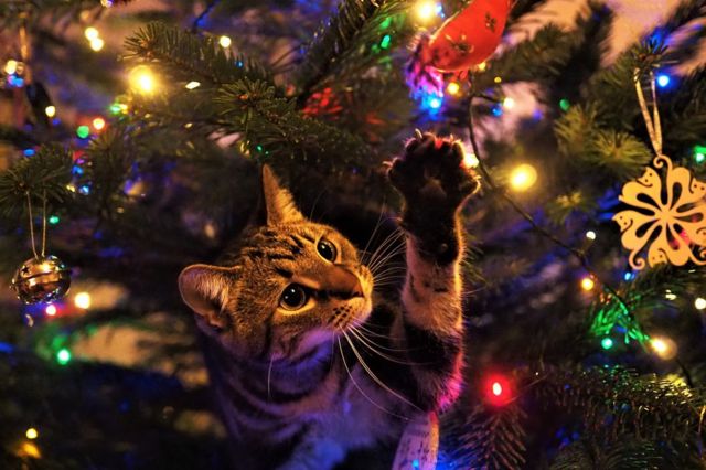 Gato junto a las decoraciones de un árbol de navidad