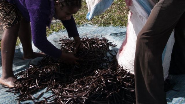 Lutter contre les voleurs de vanille à Madagascar - BBC News Afrique