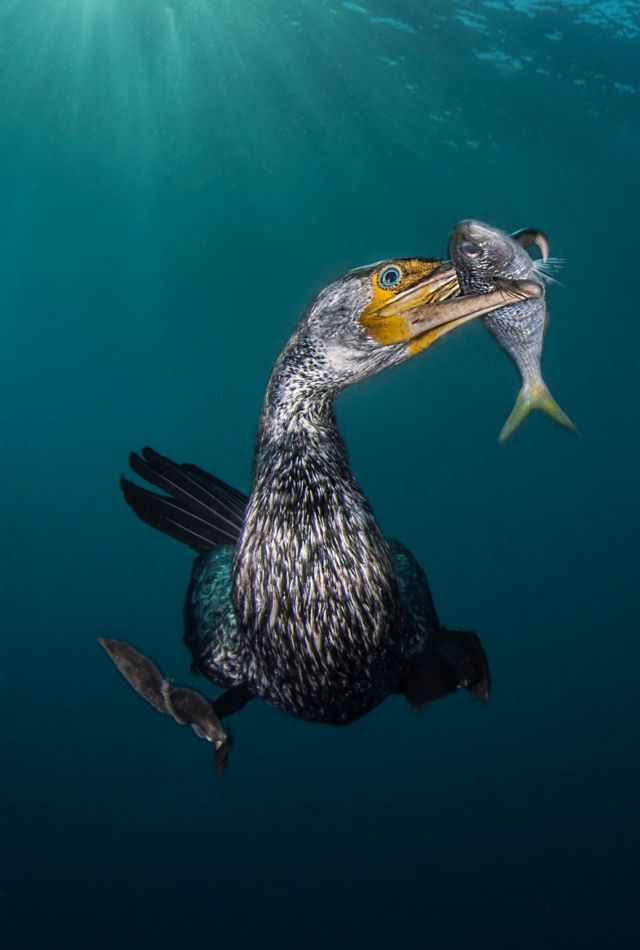 A cormorant with a fish in its mouth.