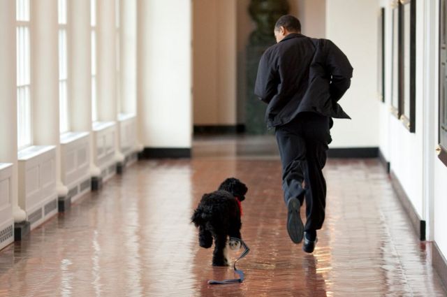 الرئيس باراك أوباما يجري مع الكلب بو في أروقة البيت الأبيض
