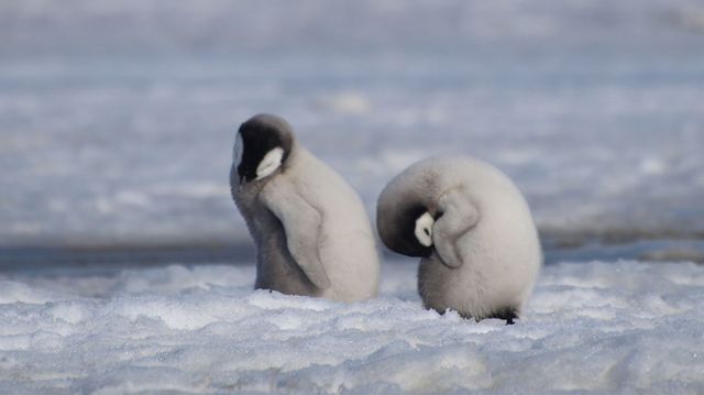 Mladunci carskog pingvina