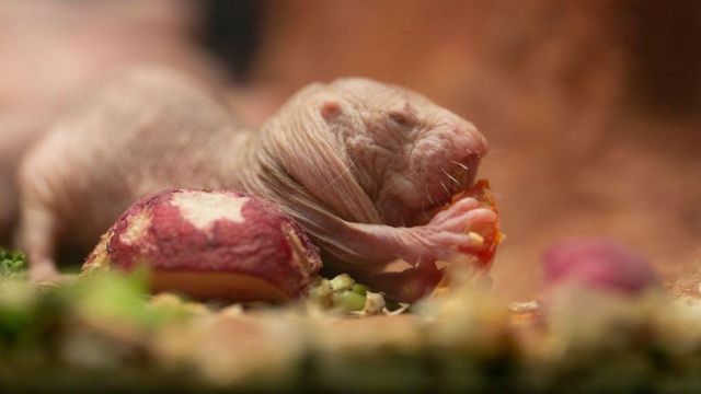 Rato-toupeira-pelado comendo