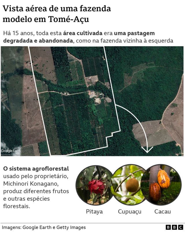 Infográfico sobre fazenda modelo em Tomé-Açu