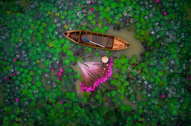 A picture of a woman harvesting water lilies in a pond in the Mekong Delta in Vietnam