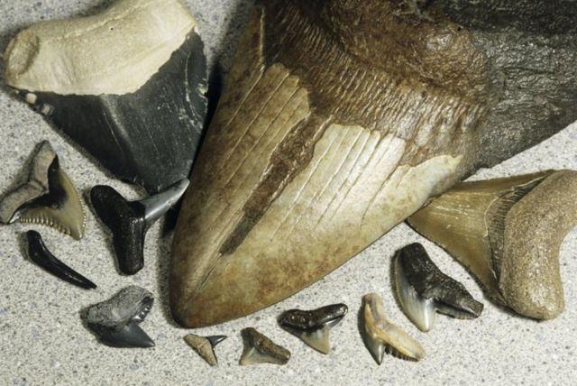 Три самых больших зуба на этом фотопринадлежали мегалодону, остальные - овременным акулам