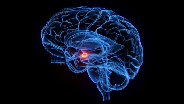Ilustración de un cerebro con la amígdala en el centro. 