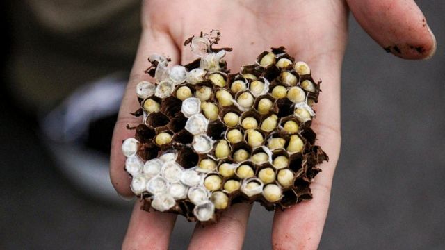 Из поколения в поколение по всей Японии личинки ос считались ценным деликатесом