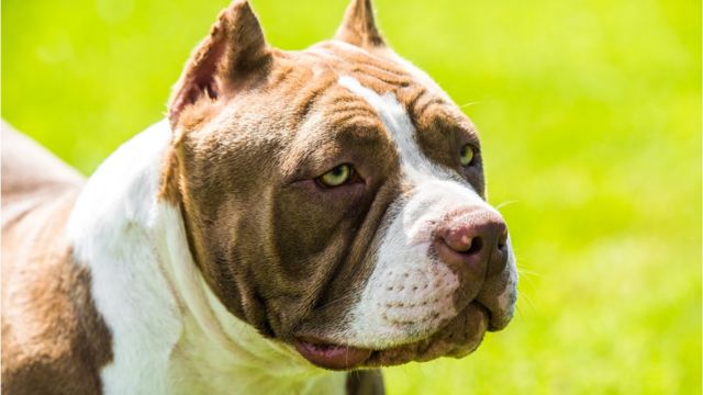 What is an American bully XL and why are they being banned? - BBC News