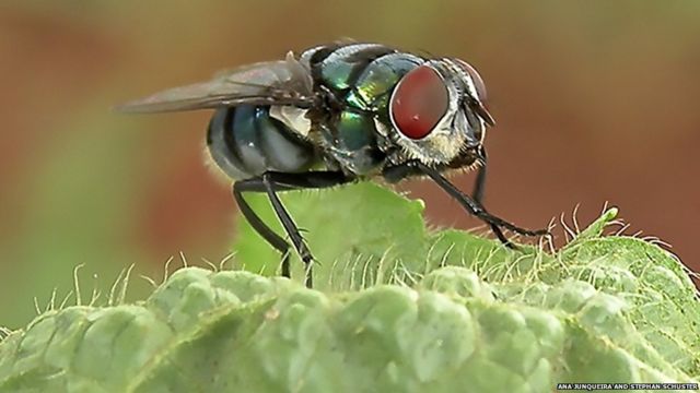 Связывание мушек - Fly tying