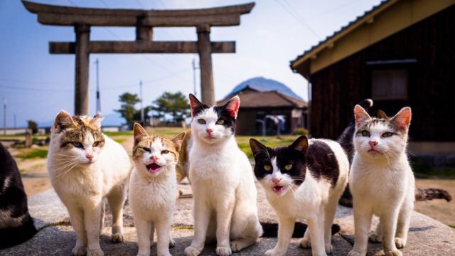 Sueño empeorar sílaba Nekonomics": el poder de los gatos en la economía japonesa - BBC News Mundo