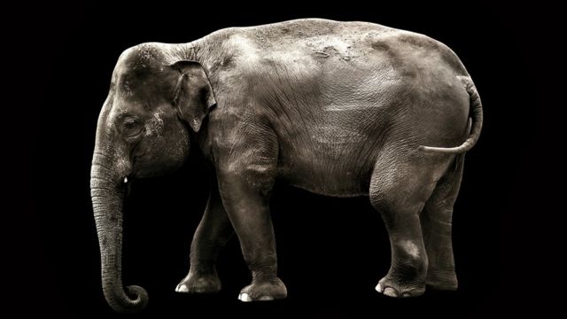 El “juego del bicho”, la extraordinaria lotería Elefante