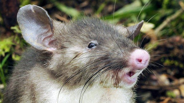 Hog-nosed rat in Indonesia