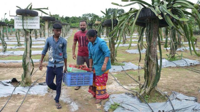ড্রাগন ফলের চাষ বেড়েছে