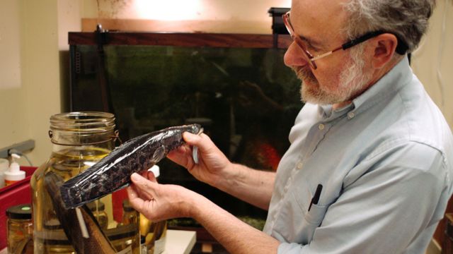 A man shows a stuffed specimen of snakehead caught in Philadelphia in 2005