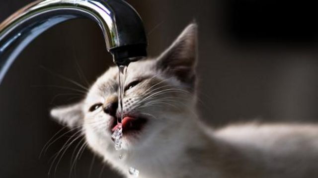 вода, кіт