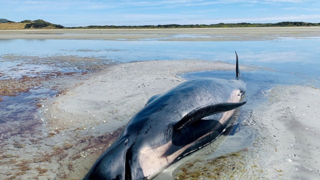 A beached whale is seen along the Farewell Spit on the South Island, New Zealand February 22, 2021. in this picture obtained from social media. Picture taken February 22, 2021.