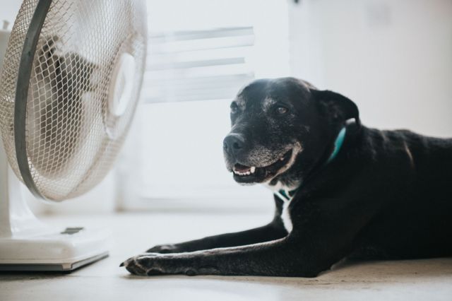 cachorro em frente a um ventilador