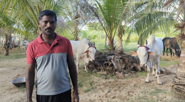 இலங்கை ஜல்லிக்கட்டு