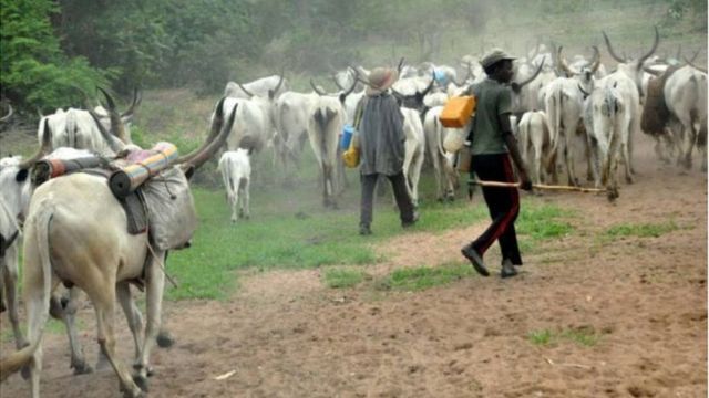 Awọn maalu ati Fulani darandaran