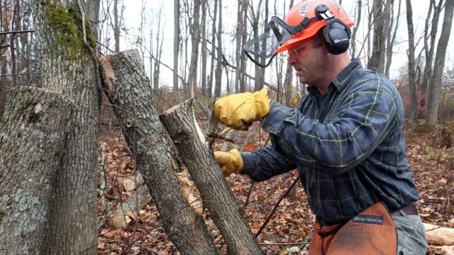 US releases parasitic wasps to fight tree-killing beetle