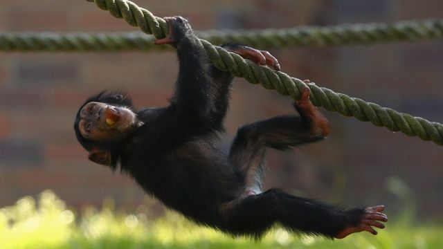 Chimpanzees' feet are built for grasping, not walking