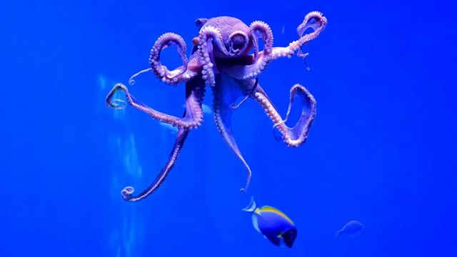 了解章鱼的感知能力可以帮助改善它们在囚禁环境中的生活状况，并引发有关饲养伦理问题的辩论（Credit: Getty Images）(photo:BBC)
