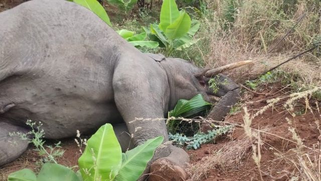யானைகள் உயிரிழப்பு