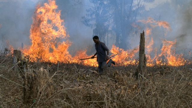 Fildişi Sahili'ndeki Tai Ulusal Parkı sınırında bir yangınla alanı temizleyen bir kişi