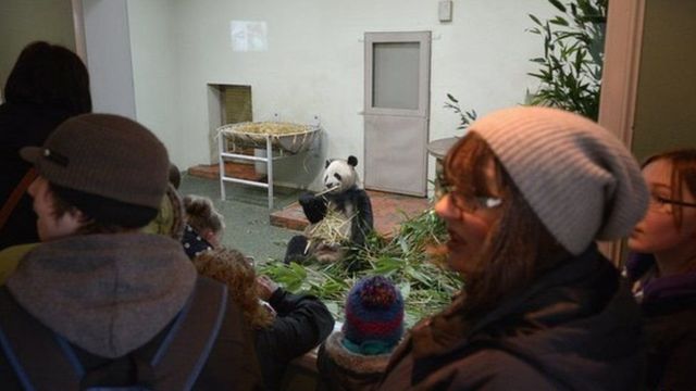 爱丁堡动物园的熊猫吸引了许多参观者。(photo:BBC)