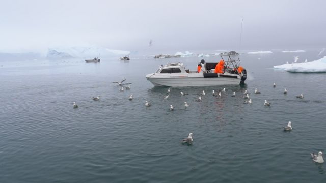Um barco de pesca cercado por gaivotas