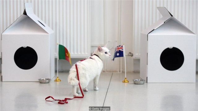 阿喀琉斯是一隻聾貓，日常工作是在聖彼得堡博物館地下室捕鼠，他是2018年世界杯的官方動物"預言家"。