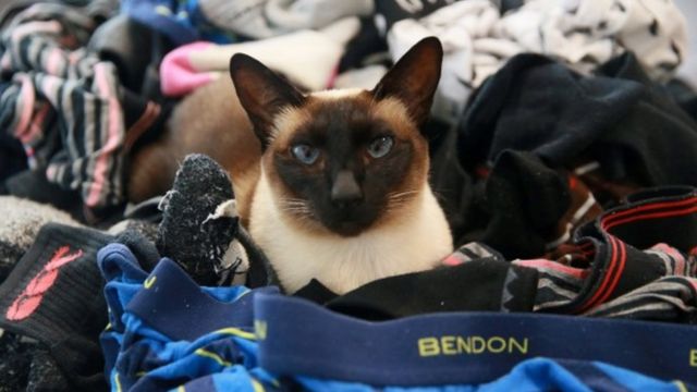 New Zealand Cat Burglar Caught Stealing Men S Underwear c News