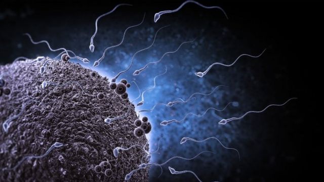 Simulación de espermatozoides humanos acercándose para fertilizar a un óvulo.