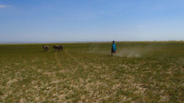 Perempuan Maasai dengan keledai di ladang.