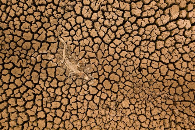 Un lagarto en descomposición en un suelo seco y agrietado.