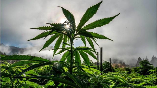 مزرعه پرورش شاهدانه برای تولید ماریجوانا