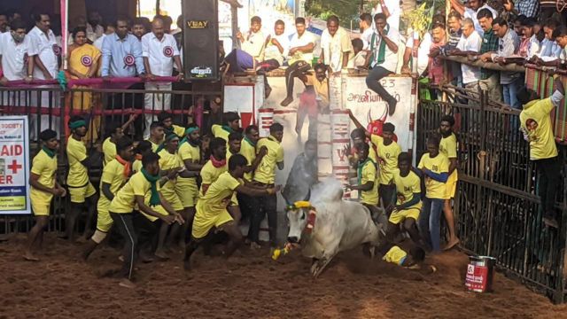 Avaniyapuram Jallikattu