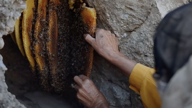 Hatidze harvesting honey