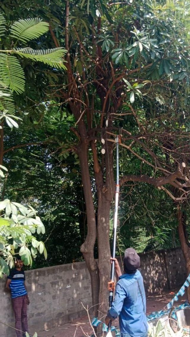 எடக்குலா மரங்கள், பேய் மரம்