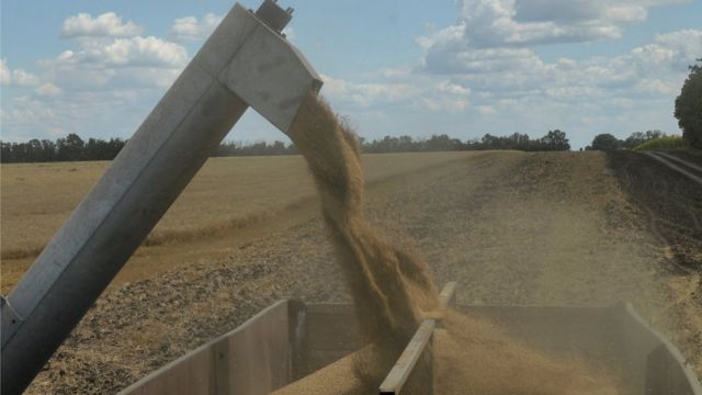 grain