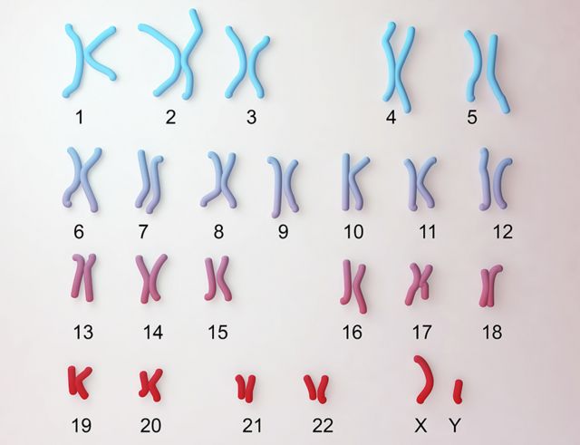 Ilustración de los 23 cromosomas de un hombre