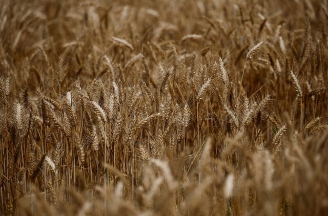 Plantação de trigo 