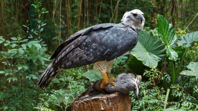 Alexander Blanco, el veterinario venezolano que arriesga su vida para  salvar al águila harpía - BBC News Mundo