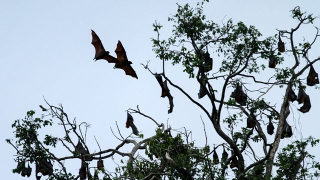 Fruit bats
