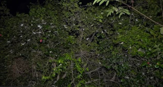 சிட்டு குருவி, இயற்கை, சுற்றுச்சூழல்