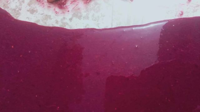 eles esfregam os caramujos vivos diretamente sobre o tecido