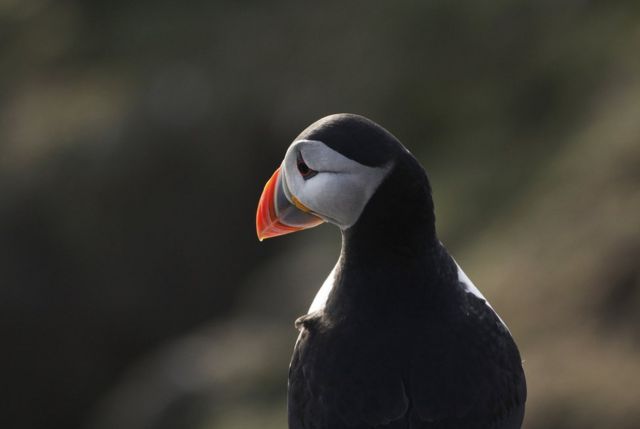 Puffin nesting sites in western Europe could be lost by end of