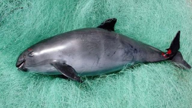 Cuando Murio La Vaquita Llore Como Nunca He Llorado La Lucha Del Cientifico Lorenzo Rojas Bracho Por Salvar La Vaquita Marina Especie En Peligro De Extincion En Mexico c News Mundo